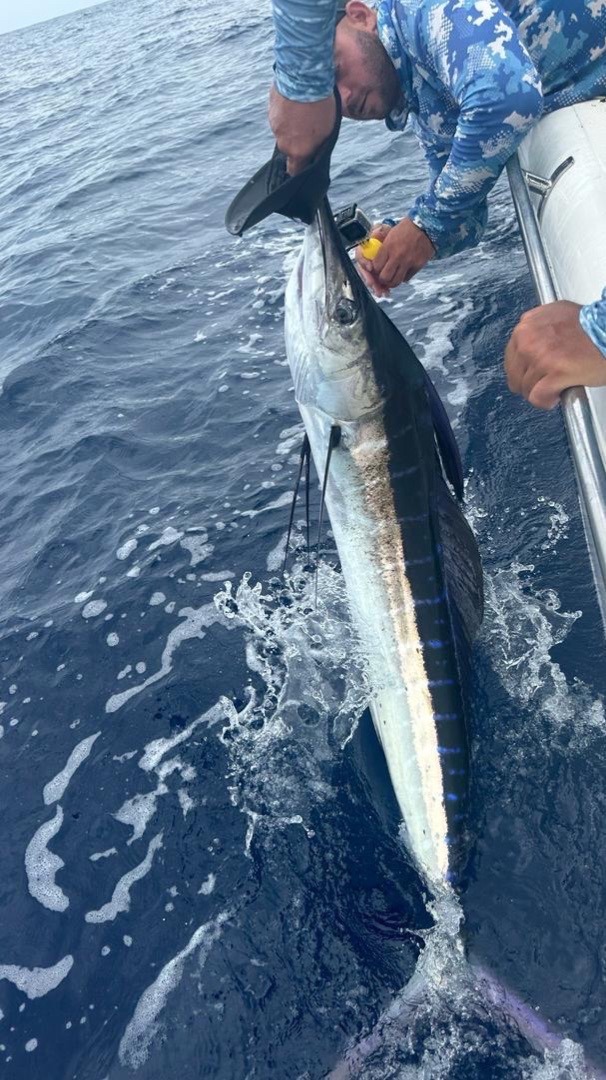 A man holding a Blue Marlin on a boat during a Zanzibar fishing charter, best Zanzibar fishing