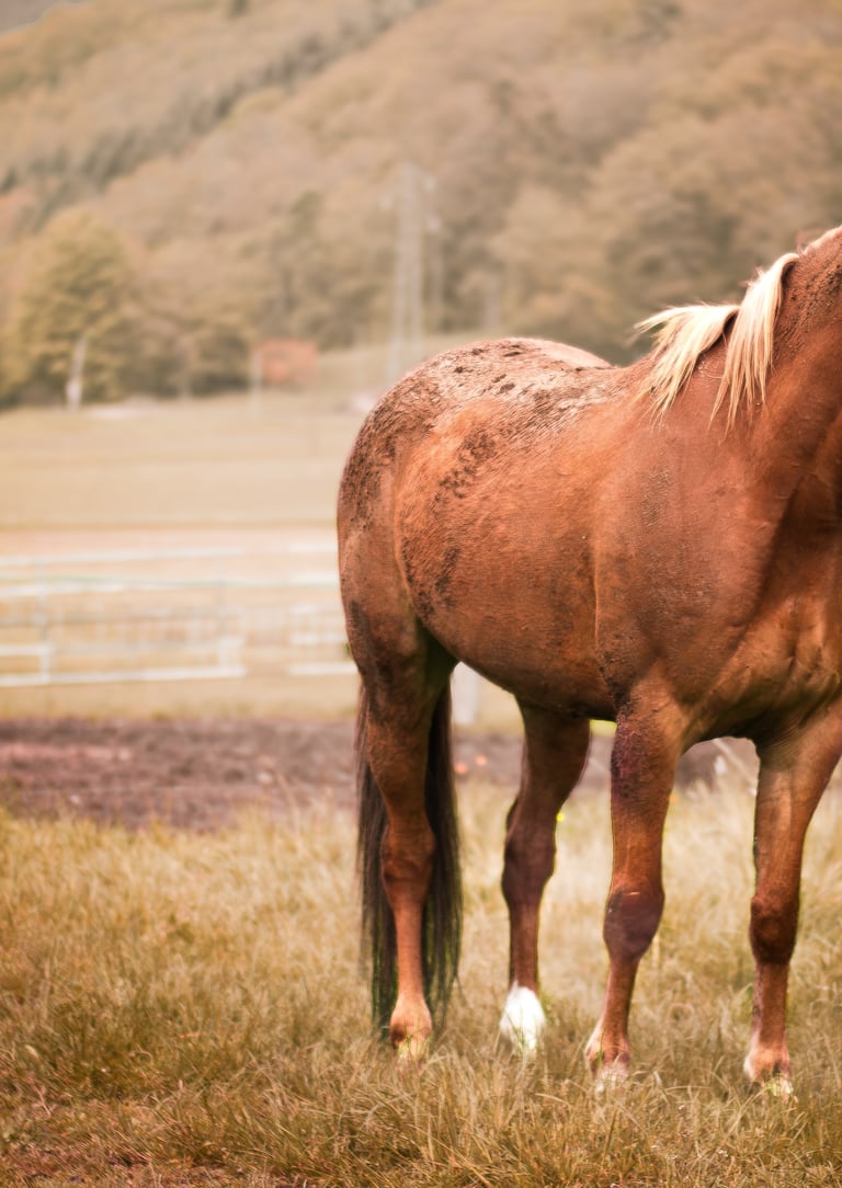Cheval serein au pré