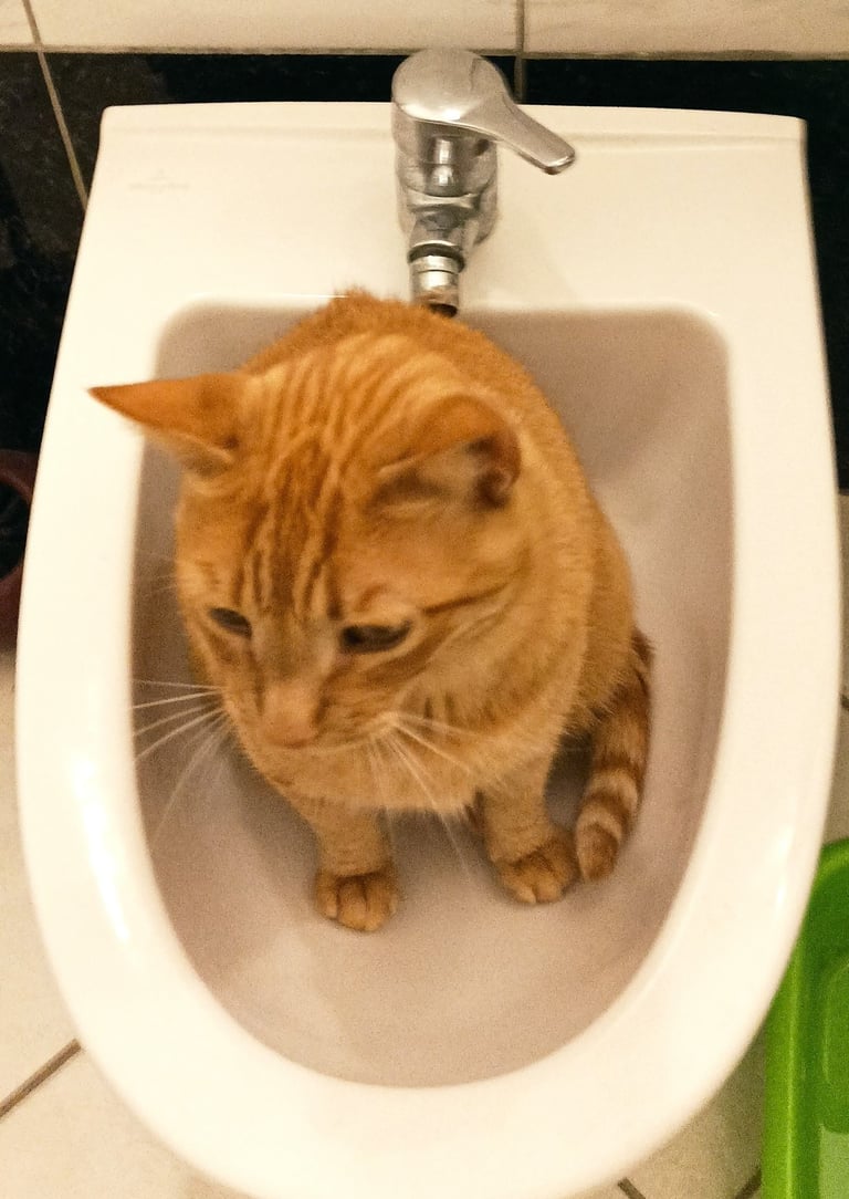 One very cool cat.