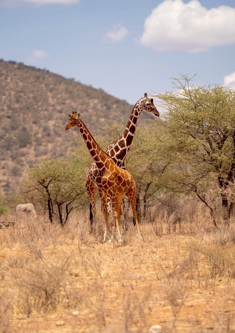 Sasaab Camp, Kenya - giraffes