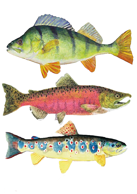 Poissons modifiés dans photoshop