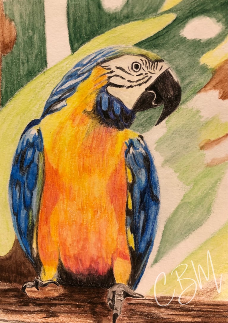 CBM Art Parrot Coloured Pencils