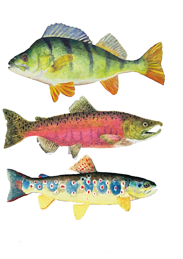 Poissons modifiés dans photoshop