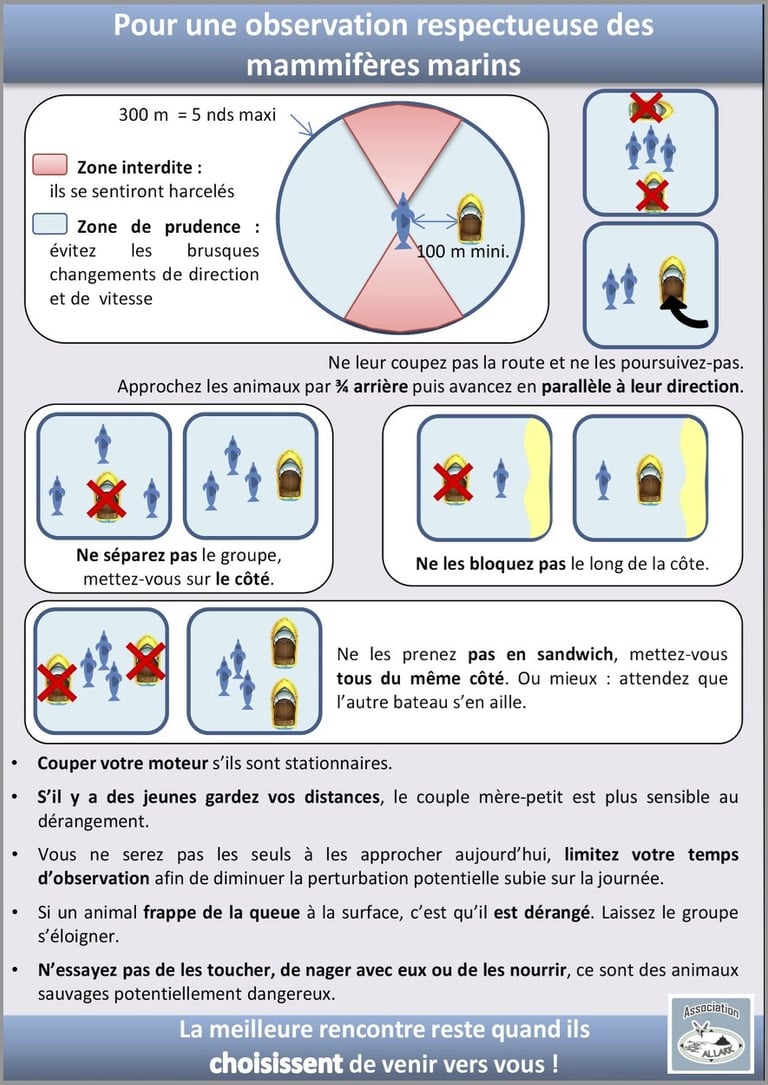 Comment observer les mammifères marins