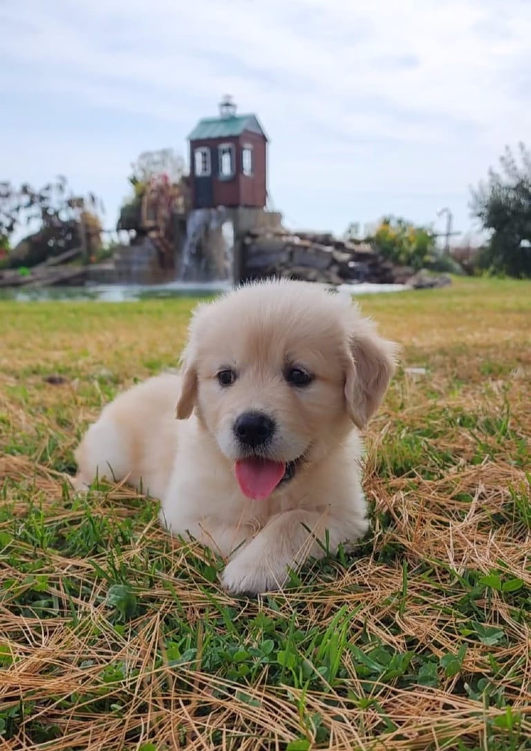 Chiot golden retriever blanc, adorable et affectueux, parfait pour une famille.