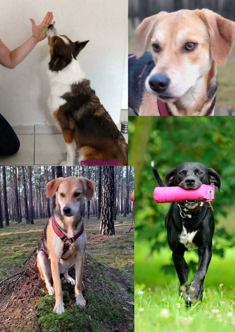 Hundeschulkurse in Borkheide, Beelitz, Kloster Lehnin, Michendorf, Treuenbrietzen, Werder Havel