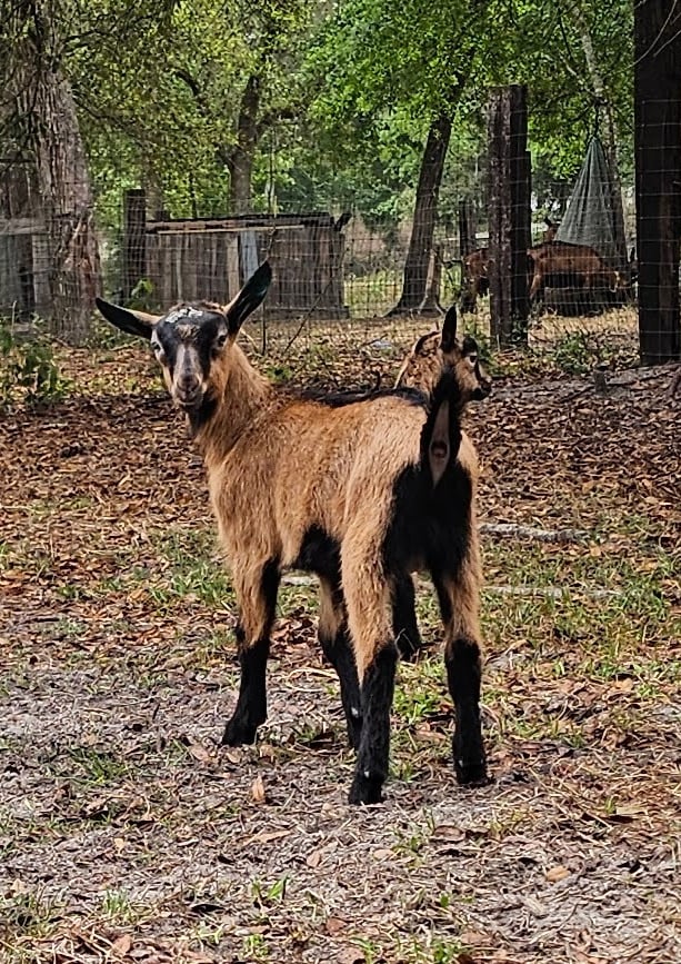 Oberhasli buck kid standing facing away looking back