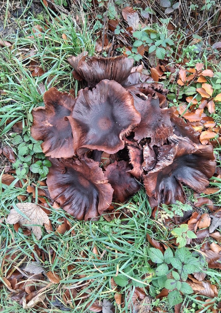 Grosse grappe de champignons