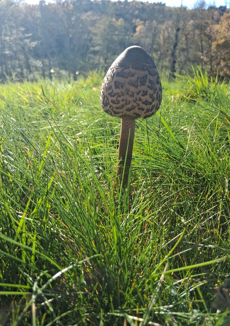 très belle coulemelle
