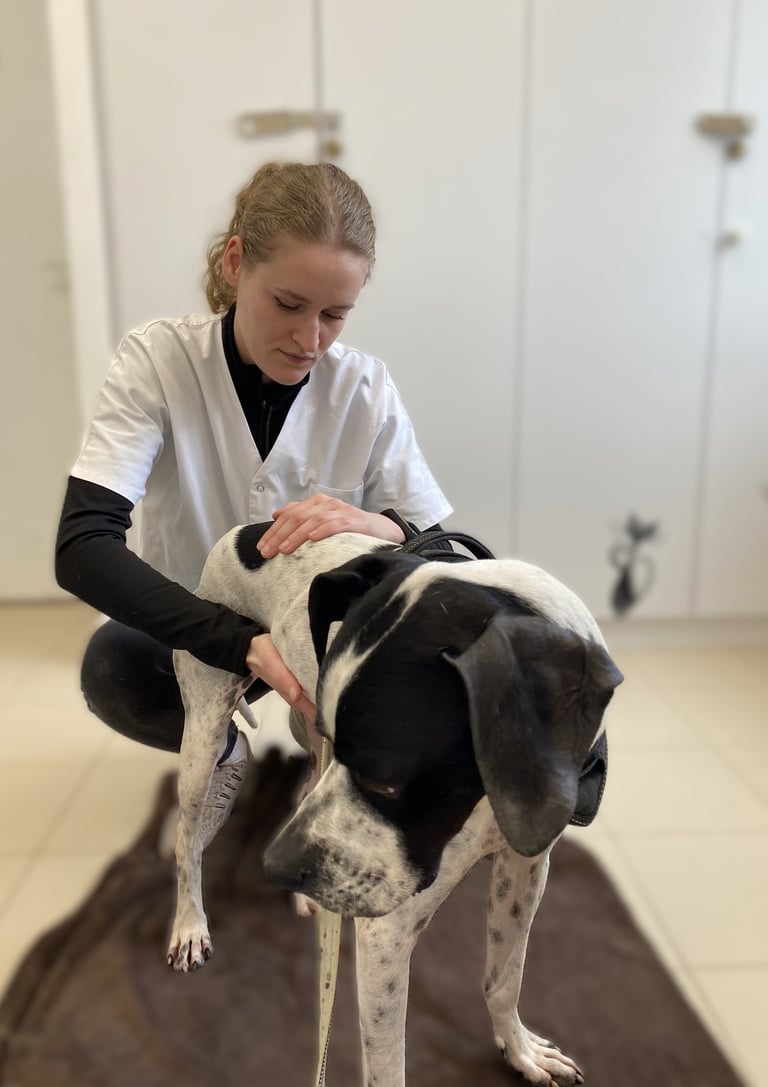 Séance d'ostéopathie animale pour votre chien en Belgique