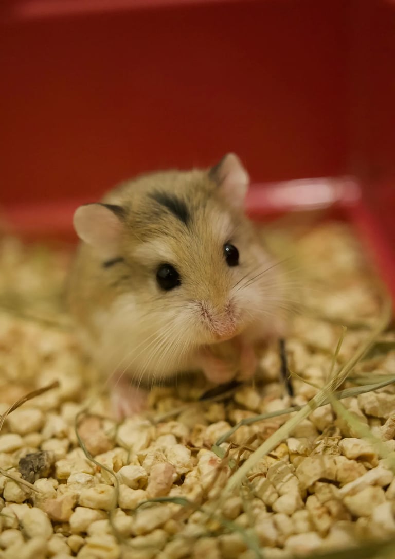 hamster représentant notre formule simple pour cage compacte