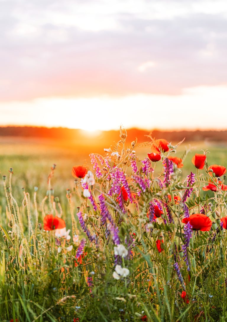 champs fleuri au coucher de soleil