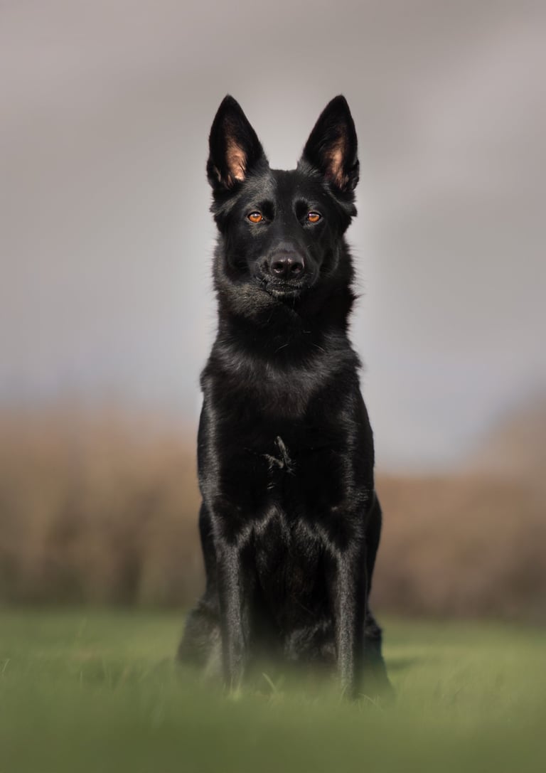 A majestic black German Shepherd dog with amber eyes. pet photography in wakefield yorkshire