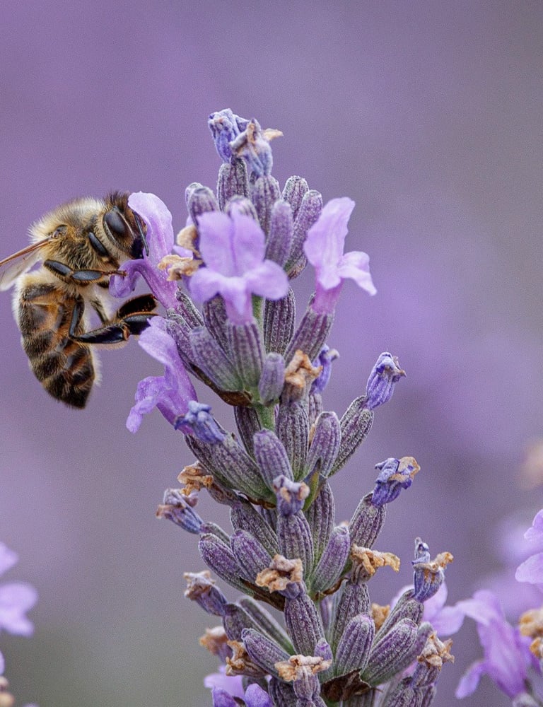 a bee on a lavender flower