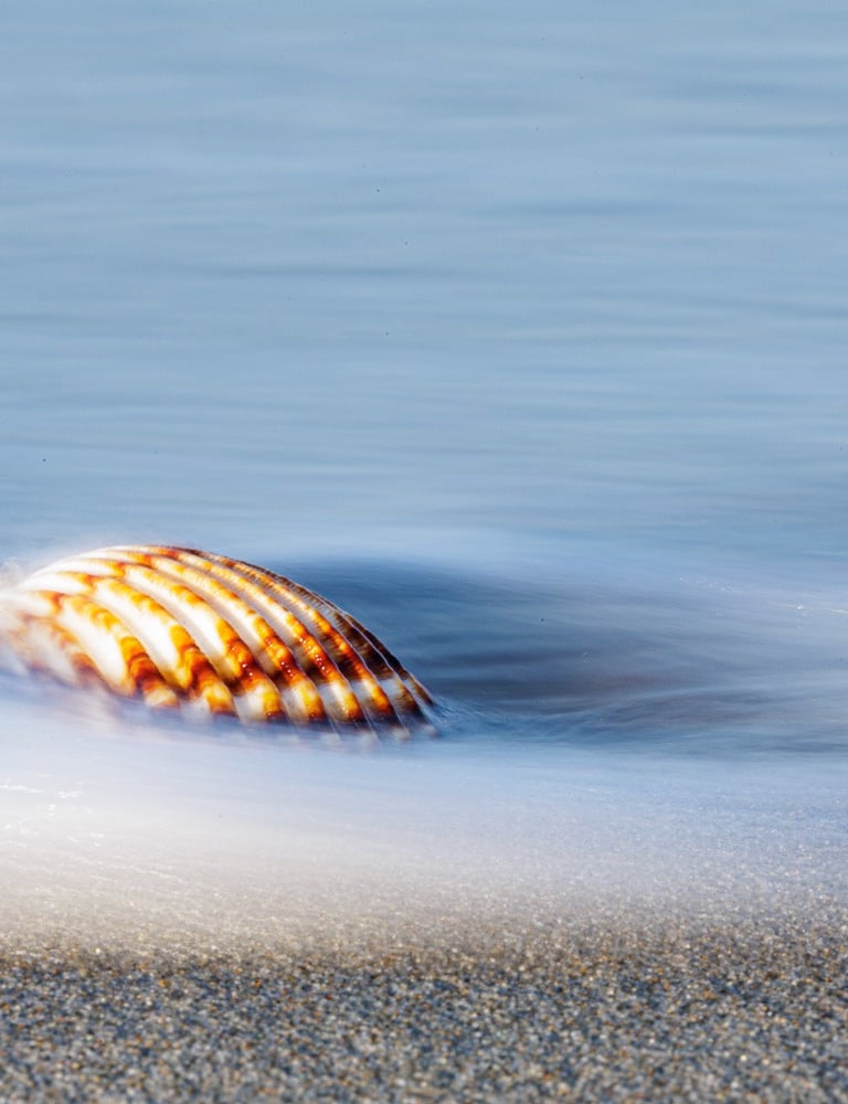 a shellfish in the ocean