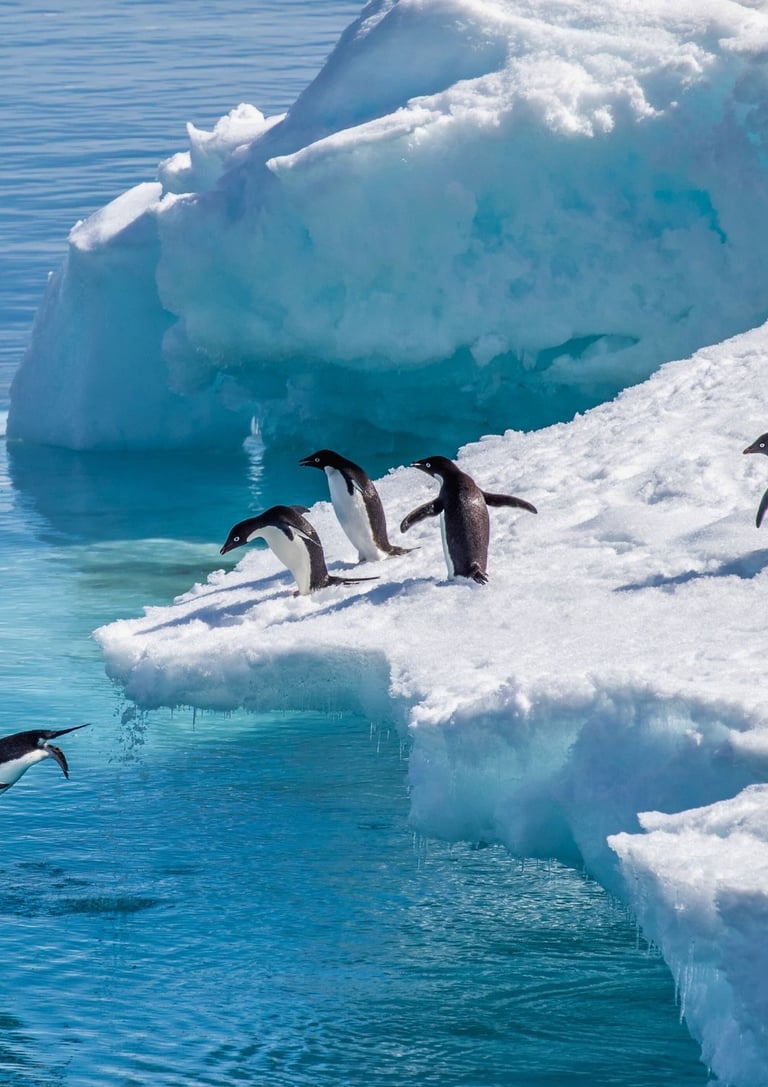 Adélie penguins diving off a white iceberg into the blue Antarctic ocean water.