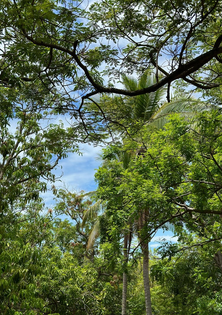 trees at plaza mango verde