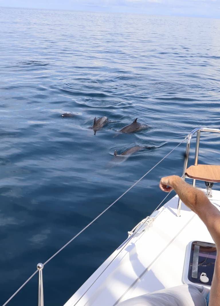 Dolphin jumping during wildlife watching tour in Guanacaste, Costa Rica