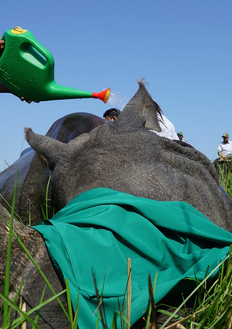 Wildlife officials cooling a tranquilized one-horned rhino with water during a translocation process.