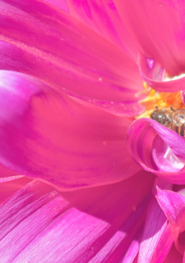 Close-up of a honey bee pollinating a vibrant pink dahlia flower in the sunlight.