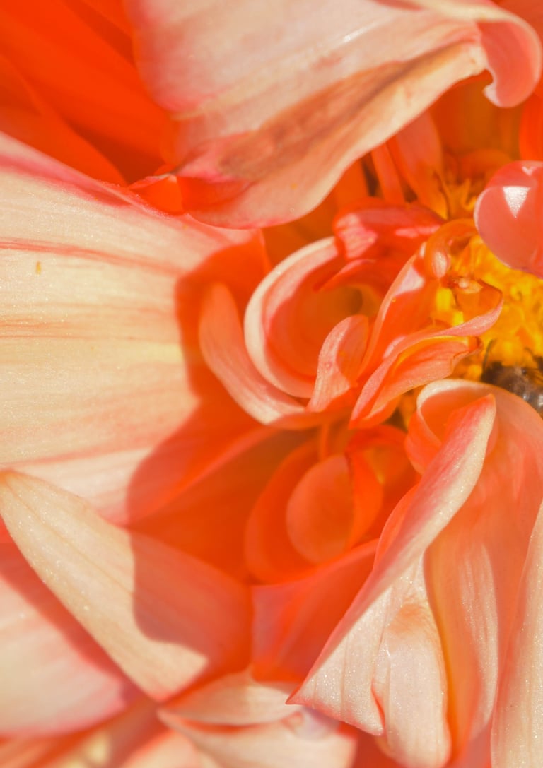 Macro shot of a honey bee pollinating the center of a vibrant orange and pink dahlia flower.