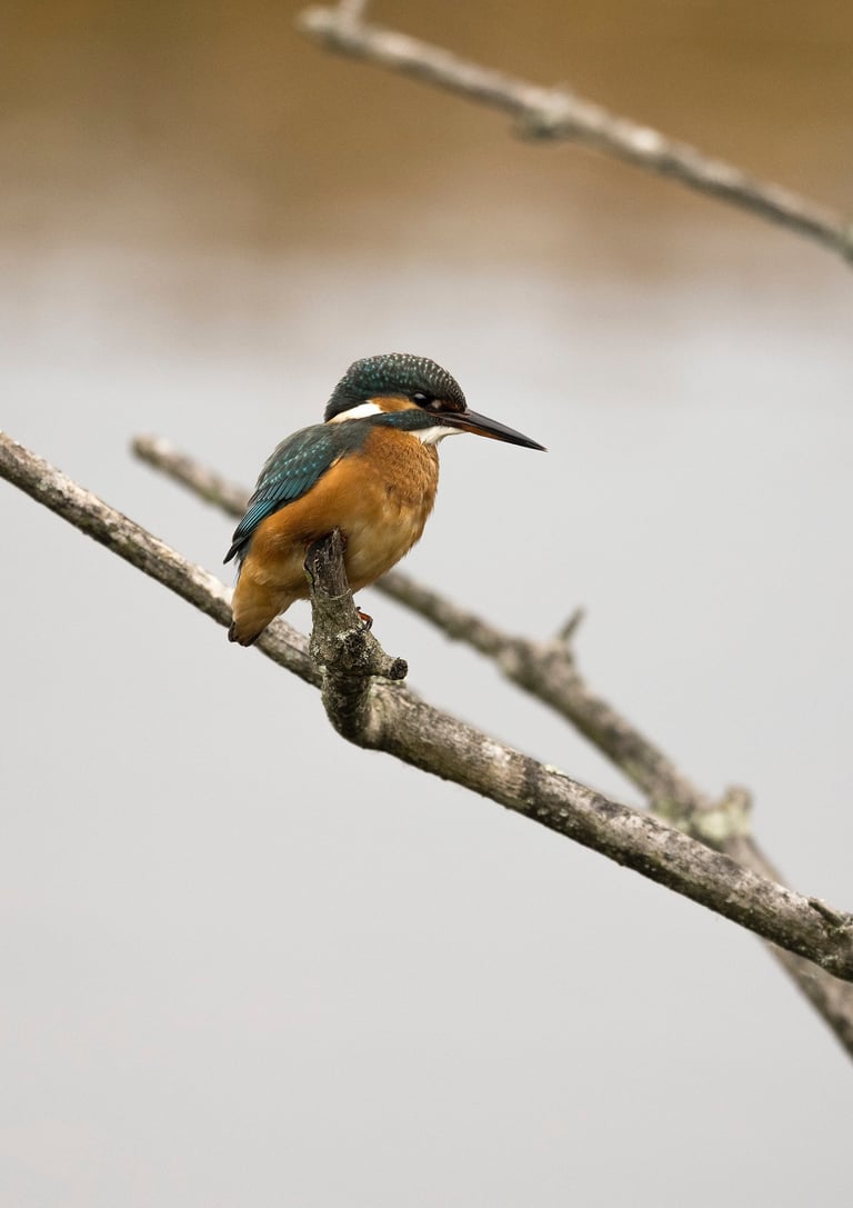 A colorful common kingfisher bird with orange and blue feathers perching on a bare tree branch.
