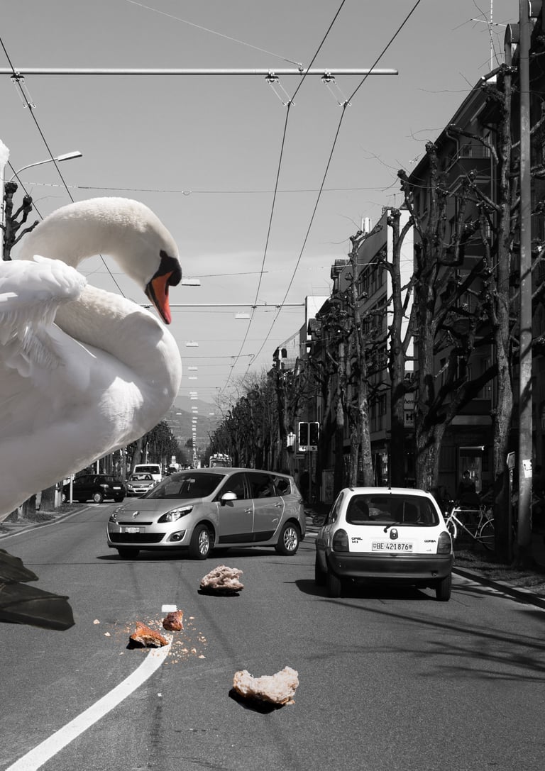 Fotomontage mit Schwan in der Stadt – Beispiel aus dem Kurs Photoshop Composing Basel.