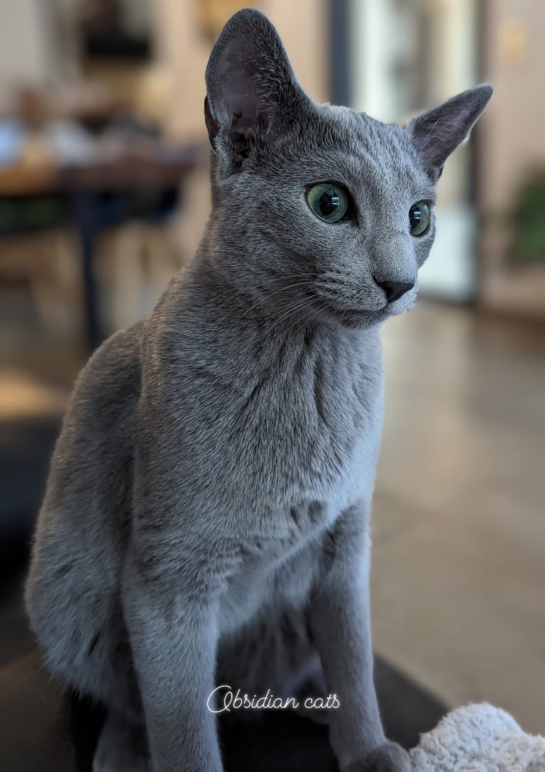 bleu russe chat - russian blue cat-obsidian-cats-france