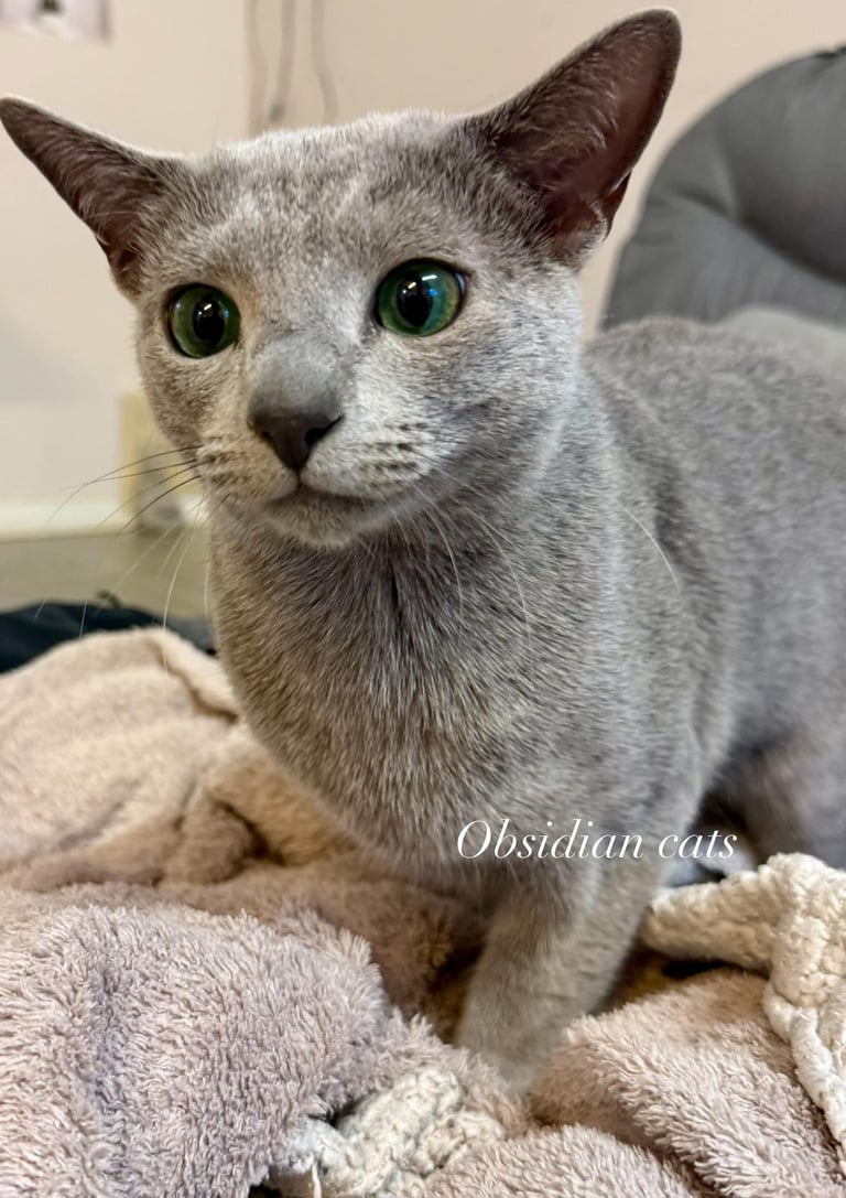 bleu russe male obsidian cats