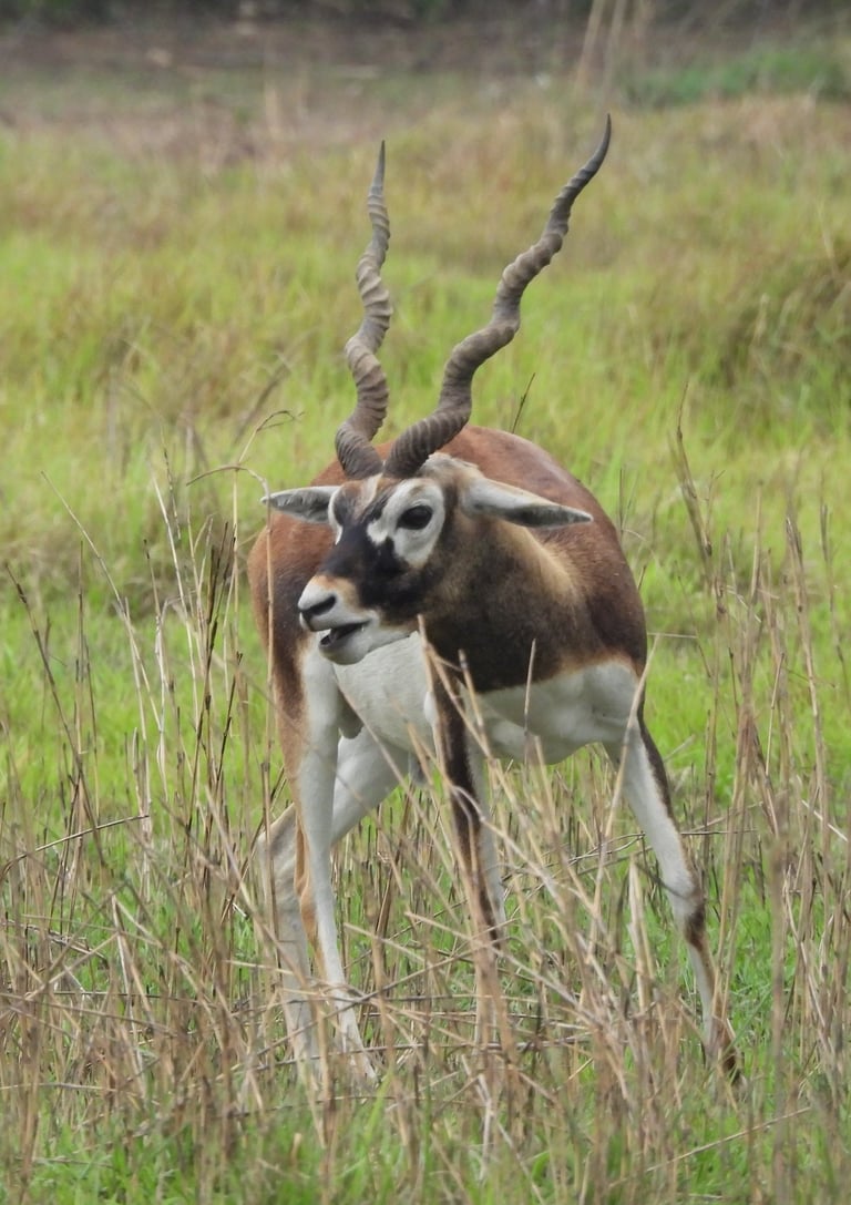 blackbuck in Khairapur reserve