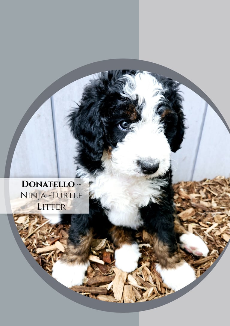 Furnished Bernedoodle