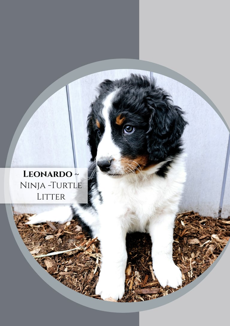 Un-Furnished Bernedoodle