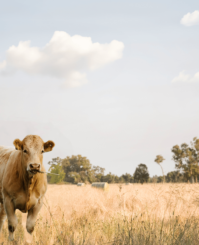 Krowa na pastwisku, symbol występujący na produktach Weihs Livestock.