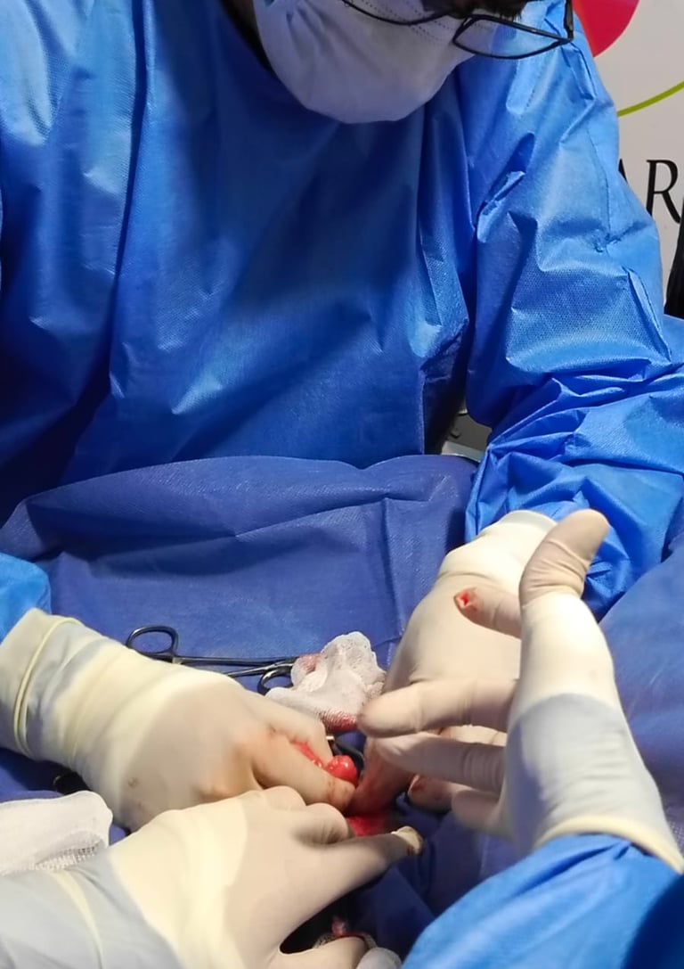 Estudiantes participan en cirugía veterinaria con paciente real bajo anestesia.