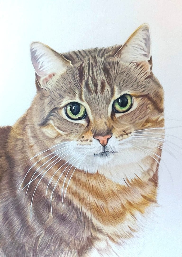 Realistic hand drawn pet portrait of a tabby cat with green eyes