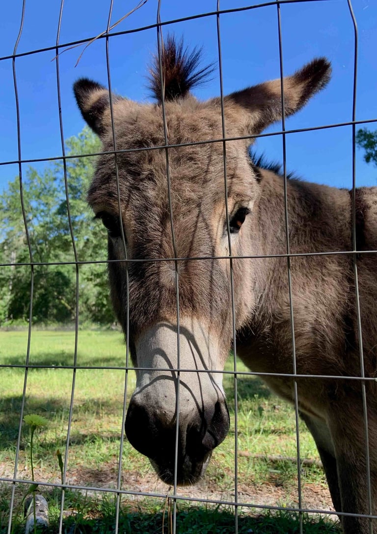 A brown donkey peeking through a wire farm fence in a sunny green pasture.