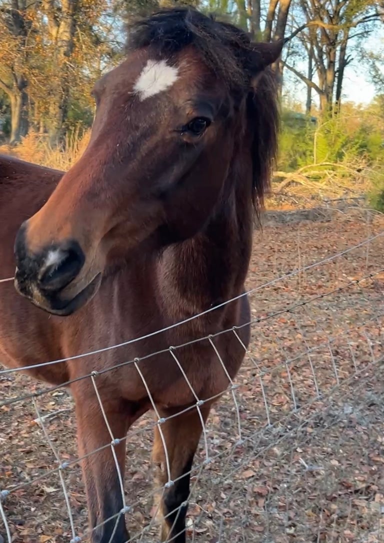 A brown horse with a white diamond blaze on its forehead stands behind a wire fence in a field.