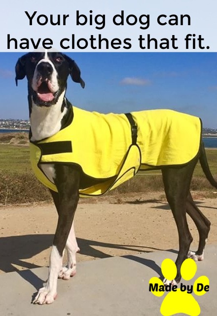 A black and white Great Dane wearing a custom-fit yellow dog cool coat outdoors.