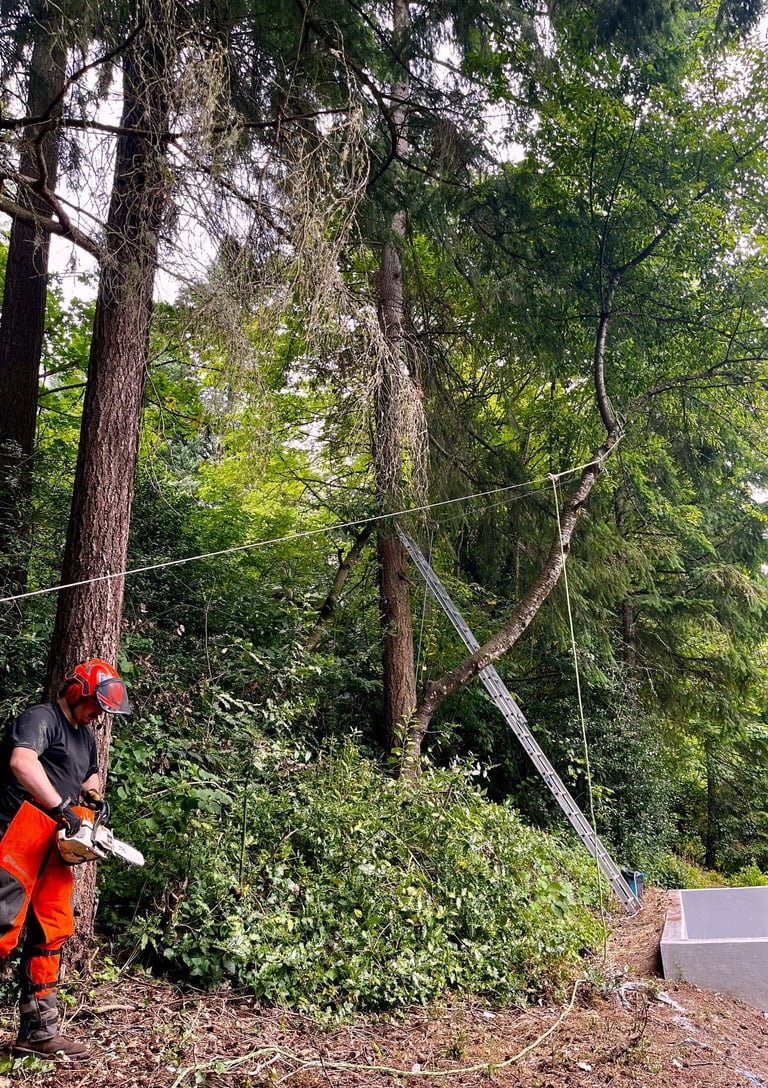 A hazardous tree removal with rigging rope and ladder in Bothell Washington