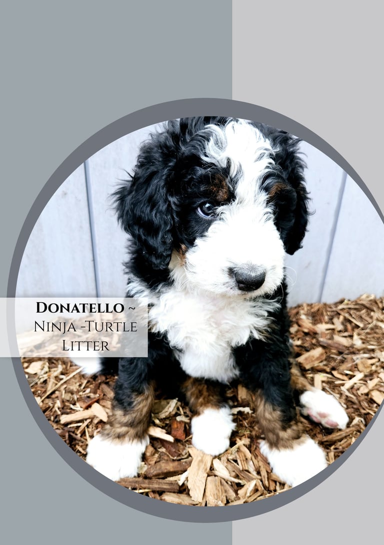 Furnished Bernedoodle