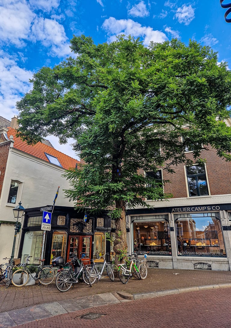 Denneweg The Hague