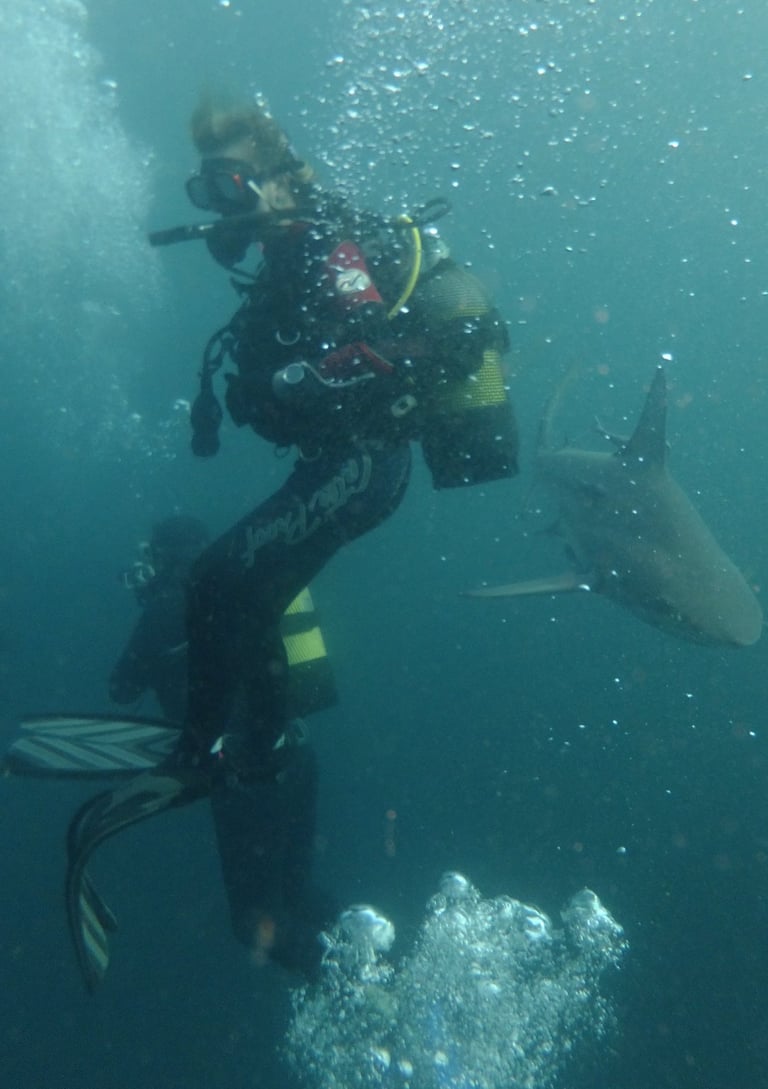 tracey billington Oceanic black tips on a baited shark dive, Aliwal Shoal, Umkomaas, South Africa