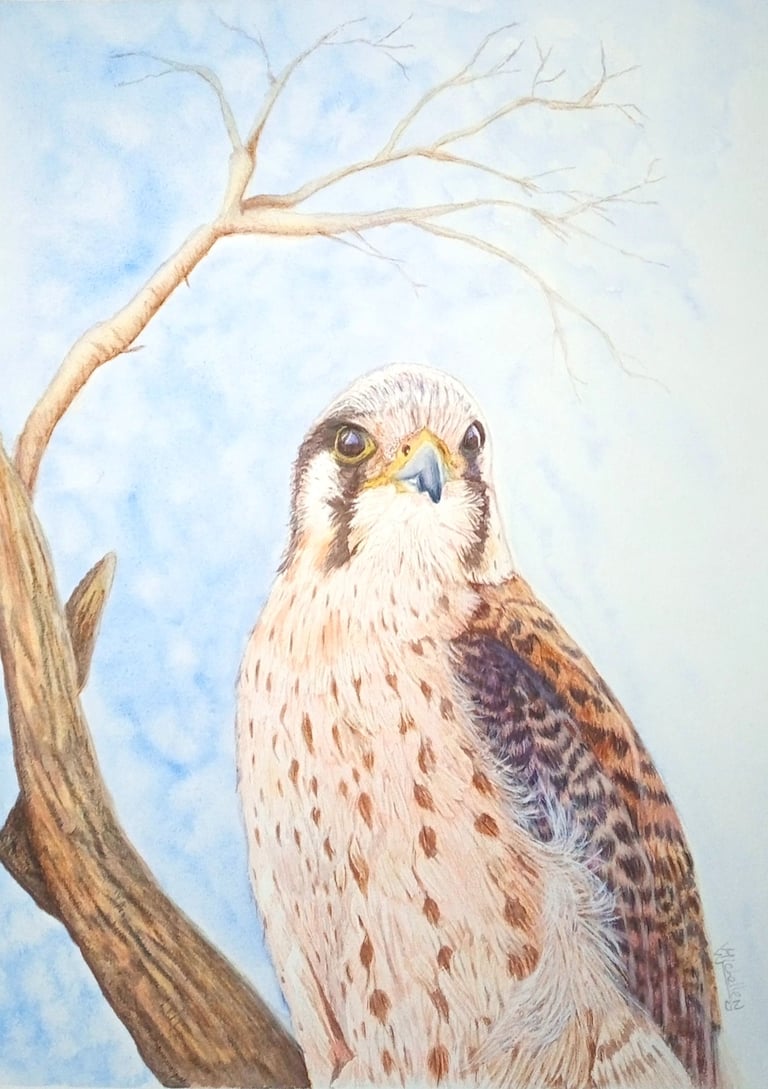 Young Lady Kestrel, original artwork