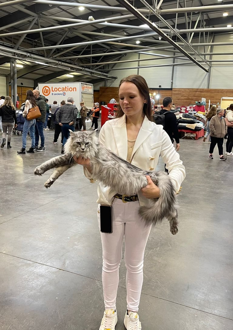 exposition féline avec ma maine coon