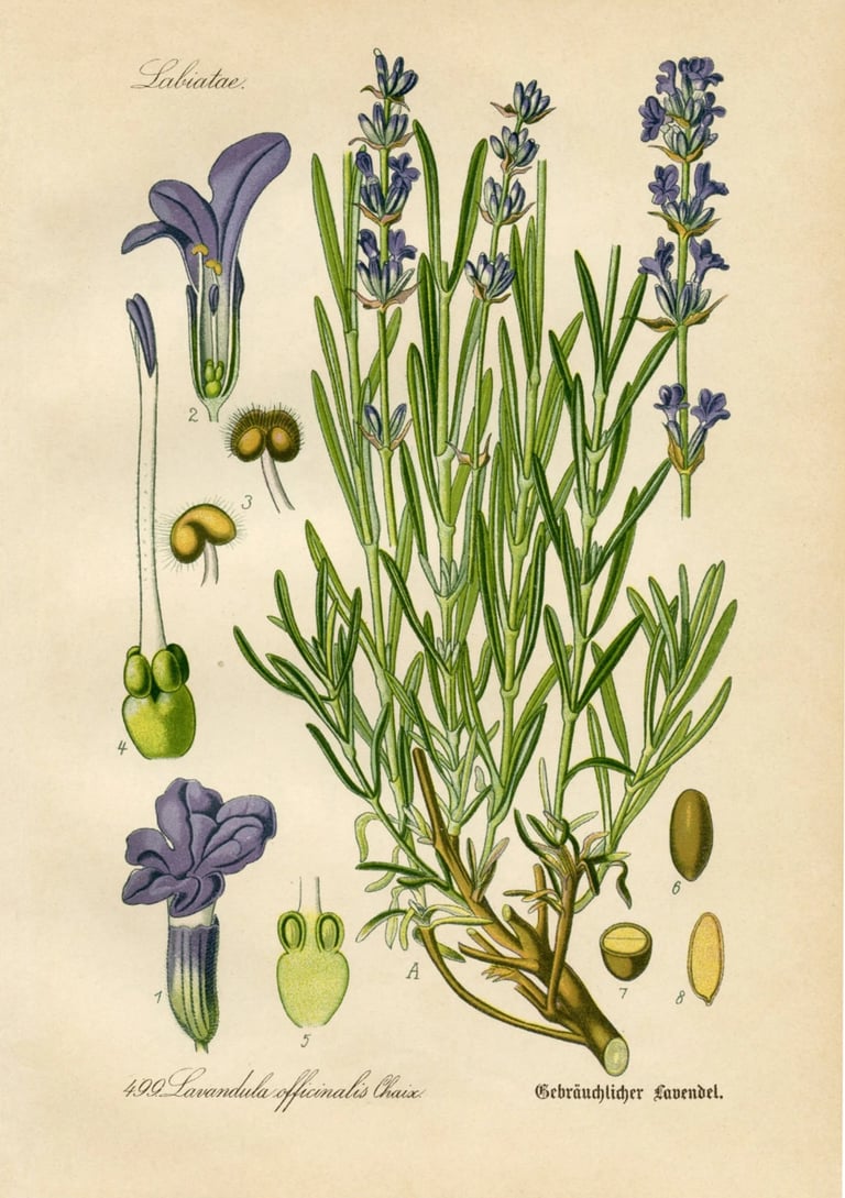 Diederich von Schlechtendal's German Flora (Flora von Deutschland), published by Jena, in 1871