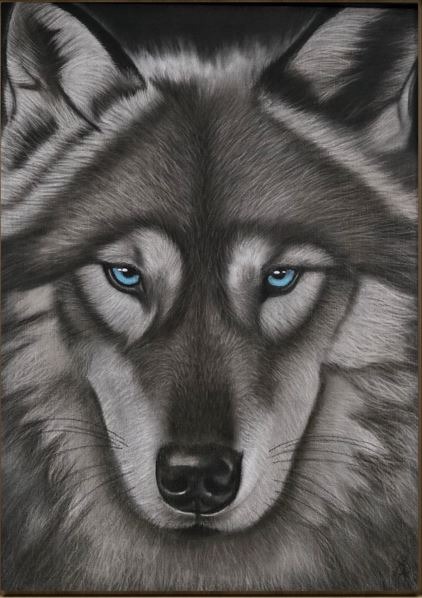 Regard de loup - dessin d'Élodie Pinchon. ce portrait de loup révèle toute la majesté de l'animal.