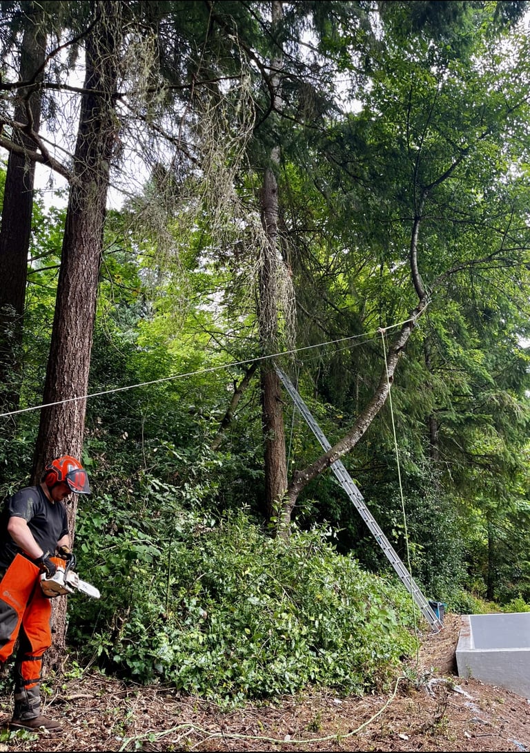 Hazardous leaning cherry tree being rigged for controlled removal near Mountlake Terrace and Kenmore