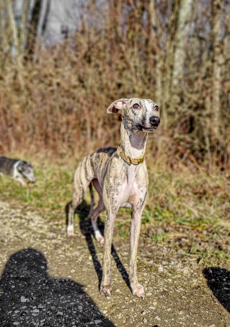 lévrier whippet à l'élevage Des Rives De Riss