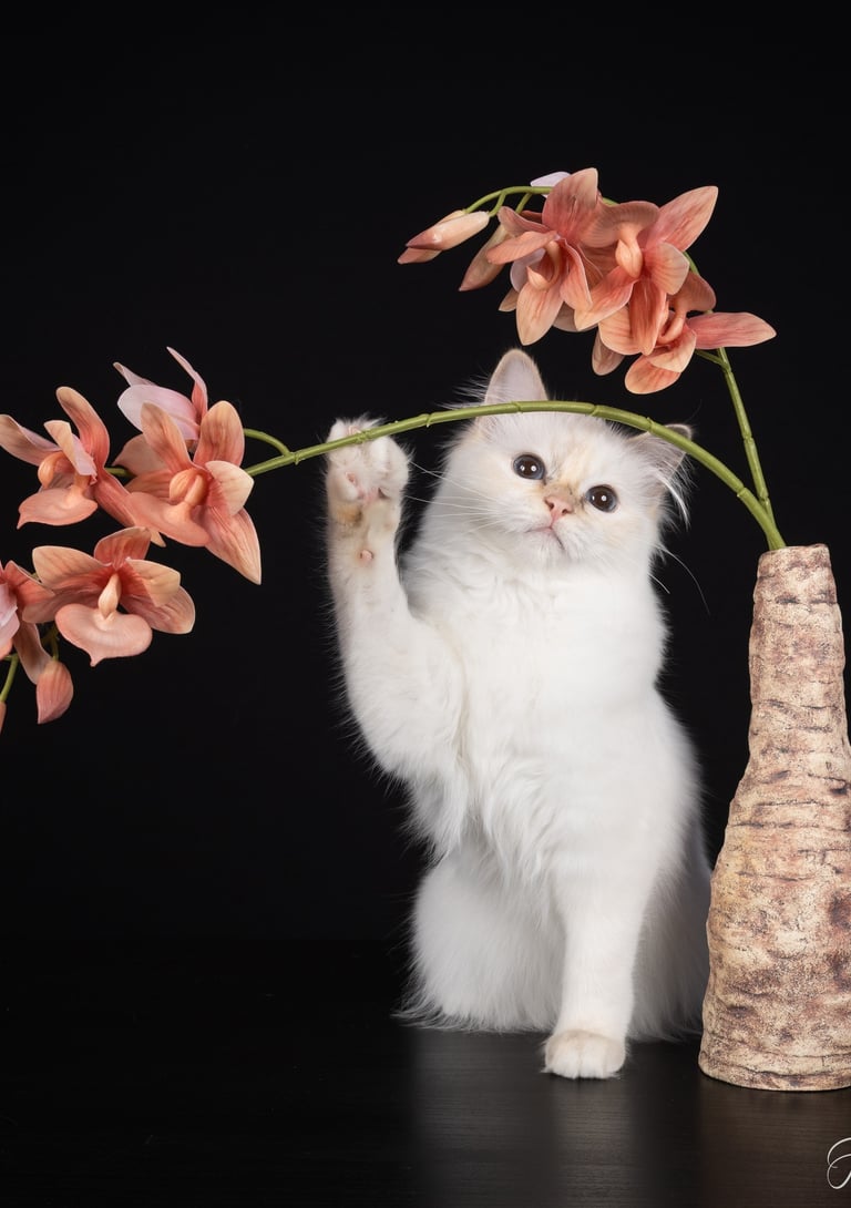 Blåskilpaddemasket Hellig Birma | Champion Junior Champion Kitten Champio SE*Borgvikens Ruby Tuesday