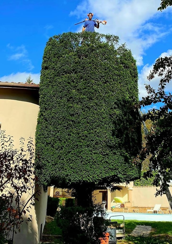 arboriste en haut d'un arbuste après sa taille